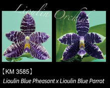Načíst obrázek do prohlížeče Galerie, Phal. Lioulin Blue Pheasant x Lioulin Blue Parrot - KM3585
