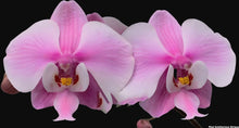 Načíst obrázek do prohlížeče Galerie, Phalaenopsis.schilleriana ‘stripe’ x
