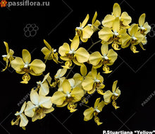 Načíst obrázek do prohlížeče Galerie, Phal. stuartiana var. nobilis (Yellow) &#39;GG407&#39;
