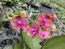 Lade das Bild in den Galerie-Viewer, Phalaenopsis.(Zheng Min Anaconda-Yaphon Dragon Maiden)’Golden Pink’
