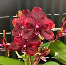 Načíst obrázek do prohlížeče Galerie, Phalaenopsis  Liulin Black Spot
