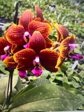 Načíst obrázek do prohlížeče Galerie, Phal. ( Diamond Beauty x LD´S Bear Queen) Voňavá
