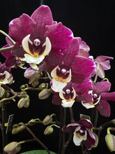 Lade das Bild in den Galerie-Viewer, Phalaenopsis Kowada Yara Neu
