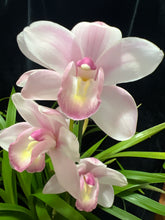 Načíst obrázek do prohlížeče Galerie, Cymbidium wedding Rose 8 a více hlíz “cibulek”
