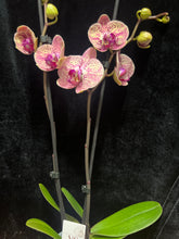 Načíst obrázek do prohlížeče Galerie, Phal. Wild Peach sleva
