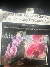 Načíst obrázek do prohlížeče Galerie, Phal.princess sakura splendid x joy precious coral
