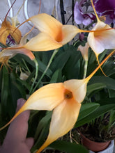 Načíst obrázek do prohlížeče Galerie, Masdevallia Orange  Vice Stvoly /bloem
