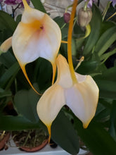 Načíst obrázek do prohlížeče Galerie, Masdevallia Orange  Vice Stvoly /bloem
