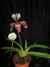Načíst obrázek do prohlížeče Galerie, Paphiopedilum p.p American
