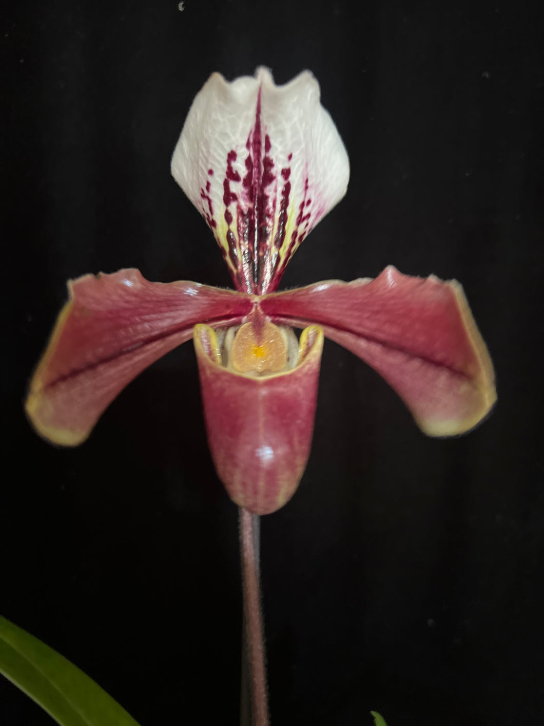 Paphiopedilum p.p American