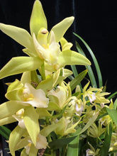 Načíst obrázek do prohlížeče Galerie, Cymbidium mint (více hlíz “cibulek”)
