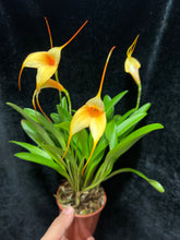 Načíst obrázek do prohlížeče Galerie, Masdevallia Orange  Vice Stvoly /bloem
