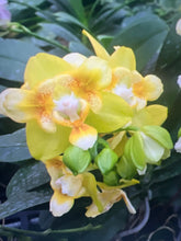Načíst obrázek do prohlížeče Galerie, Phal. Anmio Yellow Bat 🦇 64 aroma
