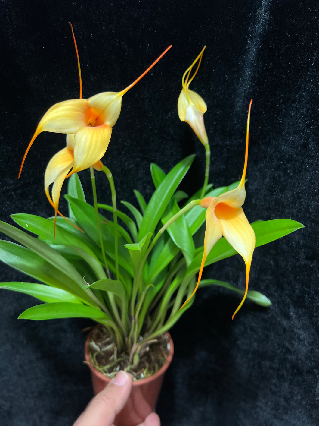 Masdevallia Orange  Vice Stvoly /bloem