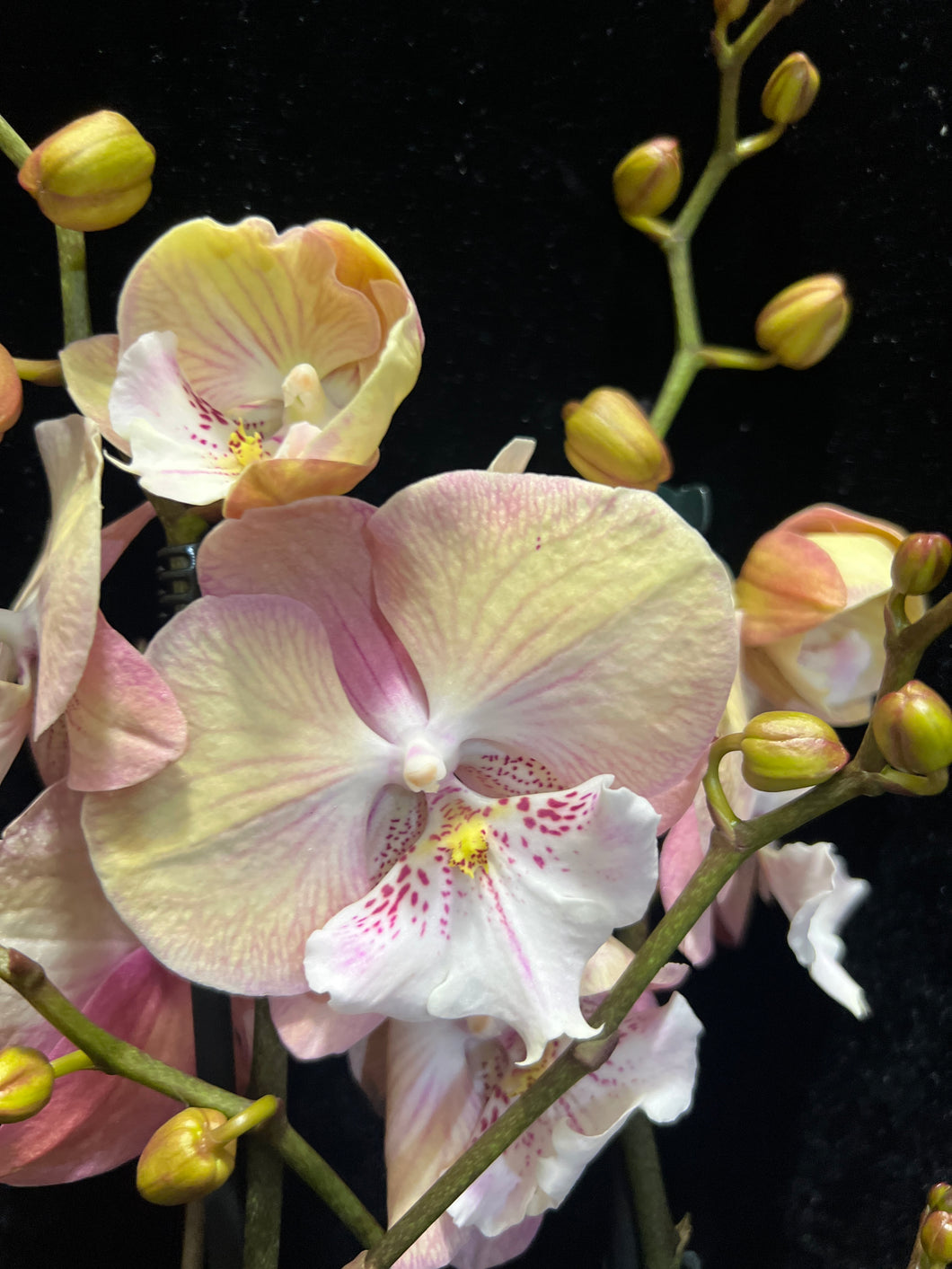 Phal. Big Lip peach spot