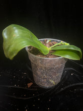 Načíst obrázek do prohlížeče Galerie, Phalaenopsis Mituo Gelb Eagle &#39;GY2&#39; x Phalaenopsis Mituo Blue Smurfs &#39;POM
