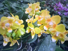 Načíst obrázek do prohlížeče Galerie, Phal. Anmio Yellow Bat 🦇 64 aroma
