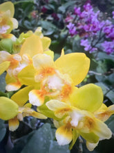 Načíst obrázek do prohlížeče Galerie, Phal. Anmio Yellow Bat 🦇 64 aroma
