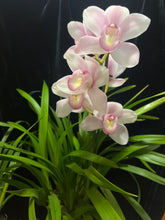Načíst obrázek do prohlížeče Galerie, Cymbidium wedding Rose 8 a více hlíz “cibulek”
