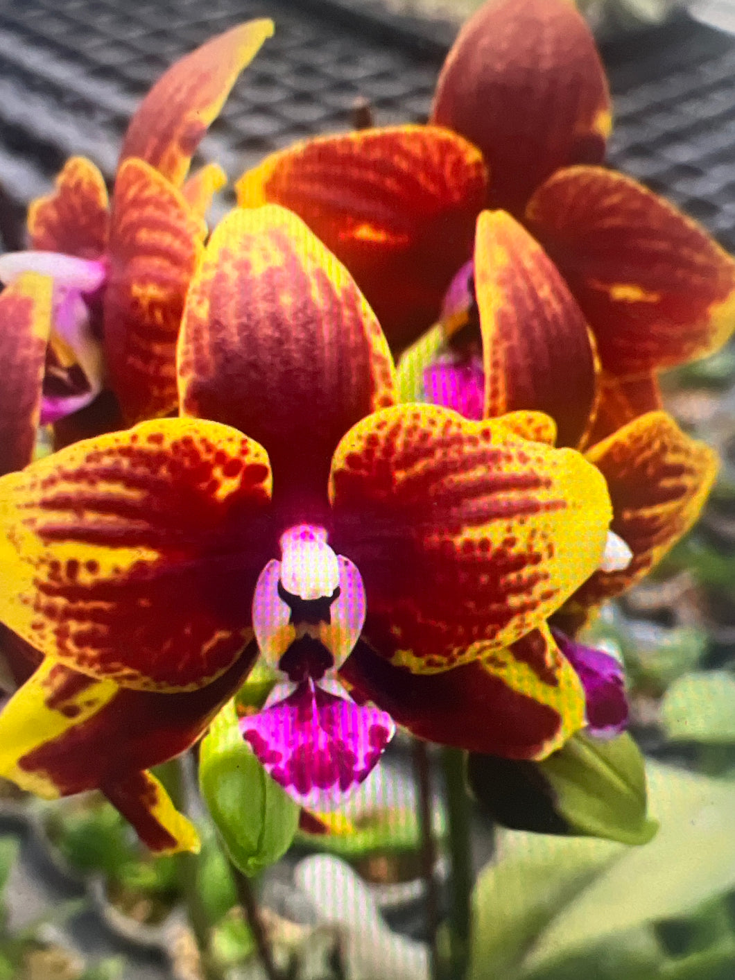 Phal. ( Diamond Beauty x LD´S Bear Queen) Voňavá