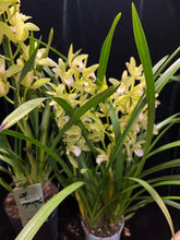 Načíst obrázek do prohlížeče Galerie, Cymbidium mint (více hlíz “cibulek”)
