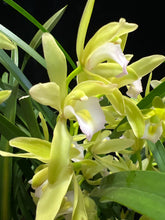Načíst obrázek do prohlížeče Galerie, Cymbidium mint (více hlíz “cibulek”)
