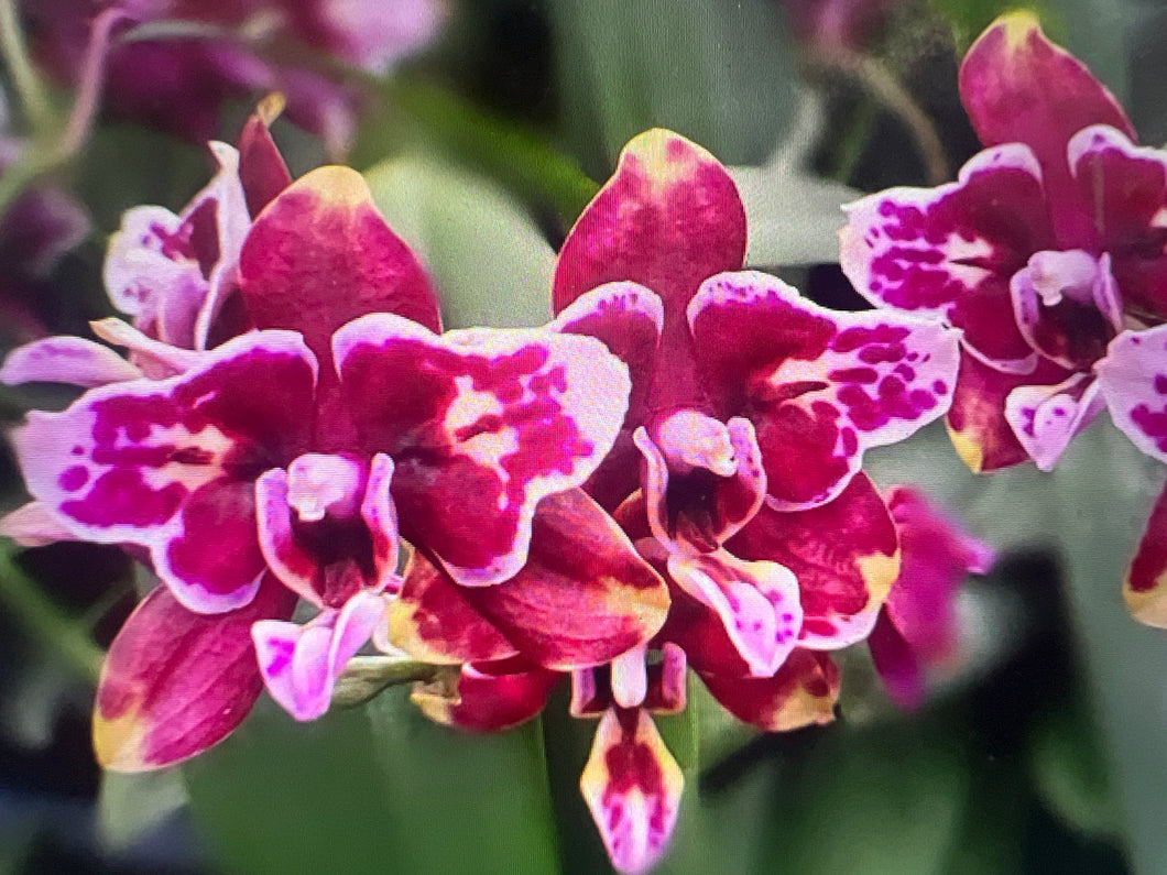 Phal. (Yaphon Perfume x Taida Pearl) ES Voňavá tamva do cerna