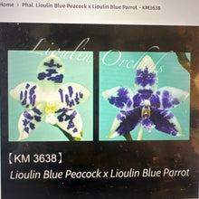 Načíst obrázek do prohlížeče Galerie, Phal. Lioulin Blue Peacock x Lioulin Blue Parrot - KM3638-3618-16
