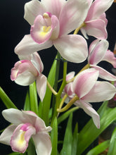 Načíst obrázek do prohlížeče Galerie, Cymbidium wedding Rose 8 a více hlíz “cibulek”
