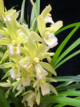 Načíst obrázek do prohlížeče Galerie, Cymbidium mint (více hlíz “cibulek”)
