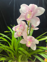 Načíst obrázek do prohlížeče Galerie, Cymbidium wedding Rose 8 a více hlíz “cibulek”
