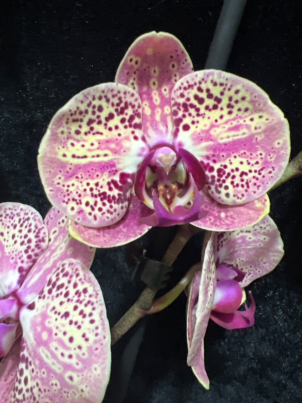 Phal. Wild Peach sleva