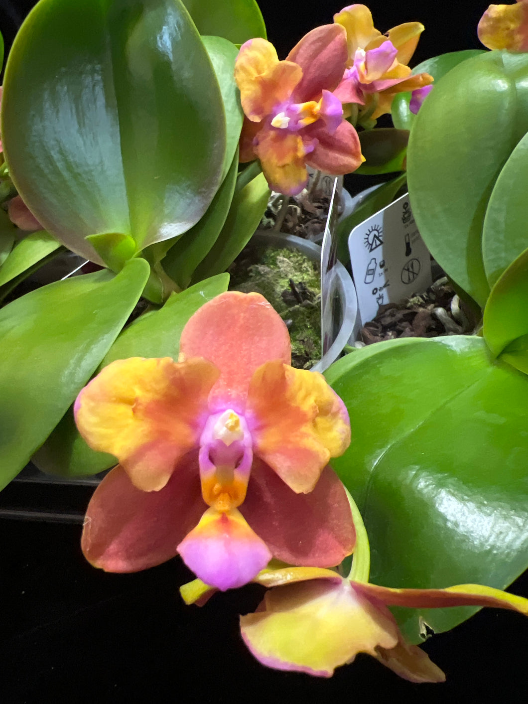 Phalaenopsis PF 5072-5073 Voňavá SLEVA