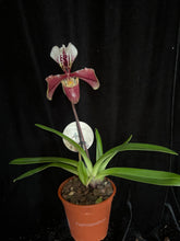 Načíst obrázek do prohlížeče Galerie, Paphiopedilum p.p American
