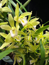 Načíst obrázek do prohlížeče Galerie, Cymbidium mint (více hlíz “cibulek”)
