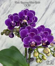 Lade das Bild in den Galerie-Viewer, Phal Reyoung Ultra Violet
