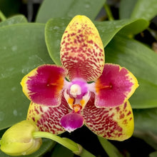 Načíst obrázek do prohlížeče Galerie, Phalaenopsis Orchid World 'ES'
