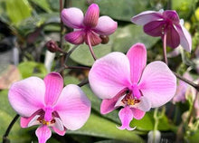 Načíst obrázek do prohlížeče Galerie, Phalaenopsis.schilleriana ‘stripe’ x
