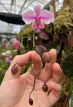 Načíst obrázek do prohlížeče Galerie, Phalaenopsis.schilleriana ‘stripe’ x
