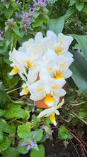 Załaduj obraz do przeglądarki galerii, Phalaenopsis.Liu’s Pale Micholitzii ‘ES’
