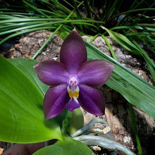 Lade das Bild in den Galerie-Viewer, Phalaenopsis.Mituo Blue Bear ‘M-5’
