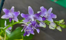 Lade das Bild in den Galerie-Viewer, Phal. Summer Rose 'Blue Star' (peloric) voňavá
