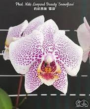 Lade das Bild in den Galerie-Viewer, Phal. Miki Leopard Beauty 'Snowflare' Limited v. kvety
