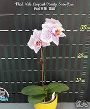 Lade das Bild in den Galerie-Viewer, Phal. Miki Leopard Beauty 'Snowflare' Limited v. kvety
