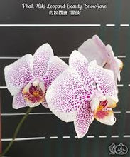 Lade das Bild in den Galerie-Viewer, Phal. Miki Leopard Beauty 'Snowflare' Limited v. kvety
