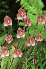 Lade das Bild in den Galerie-Viewer, Dracula Psittacina - Affenorchidee
