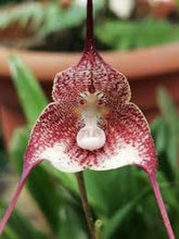 Lade das Bild in den Galerie-Viewer, Dracula Psittacina - Affenorchidee
