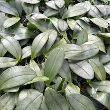 Lade das Bild in den Galerie-Viewer, Phal. NCK Wine Delight silver leaf aroma
