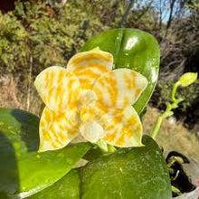 Lade das Bild in den Galerie-Viewer, Phal.KS Super Zebra ‘Golden Zebra’ 1.7’’/2.5’’
