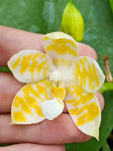 Lade das Bild in den Galerie-Viewer, Phal.KS Super Zebra ‘Golden Zebra’ 1.7’’/2.5’’
